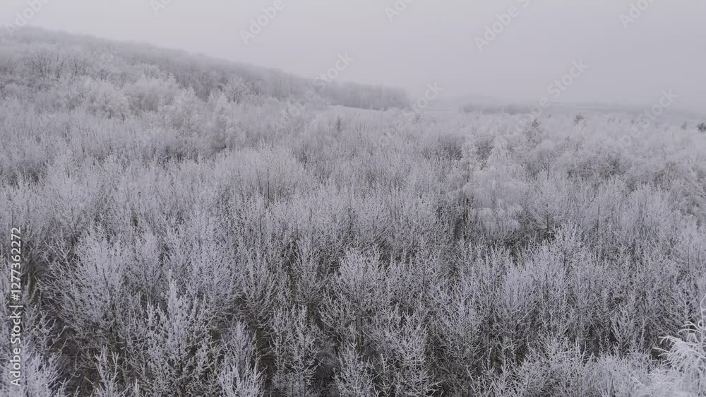 Poster aerial view of a forest with coniferous trees covered in frost in winter
