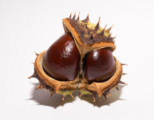 Mature horse chestnut fruits with a peel on a white background.  Aesculus, buckeye.