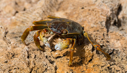 Grapsus albolineatus is a species of decapod crustacean in the family Grapsidae