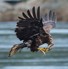 juvenile bald eagle eating a fish while flying