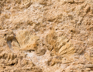 Fossil corals of the Red Sea. Ancient creatures, turned into stone. Reef corals.