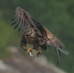 juvenile bald eagle eating a fish while flying