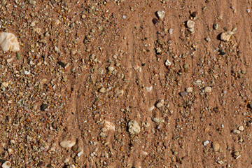 The coastline of the Red Sea. Sand, pebbles, corals, fossils. Background with a marine theme.