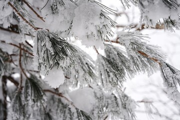 White snow on pine trees