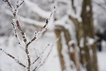 White snow on tree branches
