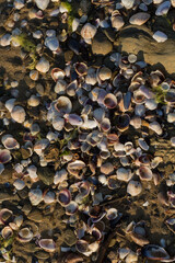 Shells of deceased bivalves. The coastline of the Black Sea is abundantly covered with shells.