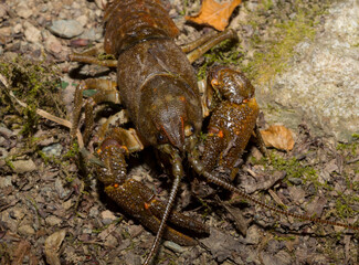 Astacus astacus, the European, noble, or broad-fingered crayfish. A female arthropod.