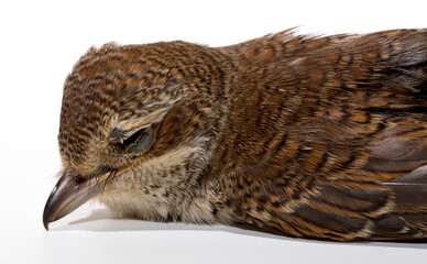 Dead bird. Road wars - death of a  Shrike. Death from the car. The red-backed shrike (Lanius collurio) is a carnivorous passerine bird and member of the shrike Laniidae. Juvenile bird - female.