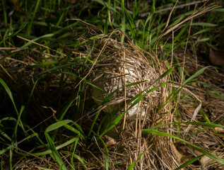 Macrolepiota procera, the parasol mushroom, is a basidiomycete fungus with a large, prominent fruiting body resembling a parasol.