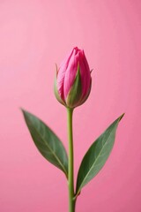 Fototapeta premium Delicate flower bud unfolding on a soft pink background, background, growth, color