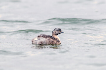 Hoary-headed Grebe on an Overcast Day