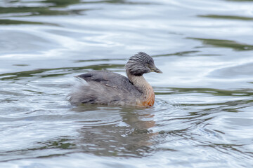 Hoary-headed Grebe Swimming to the Right