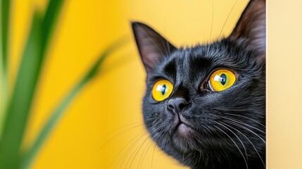 Profiling a striking bombay cat among lush green grass