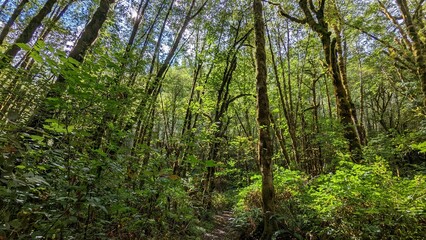 Trees in the forest full of green leaves with moss on their trunks and foliage and sunshine peaking through