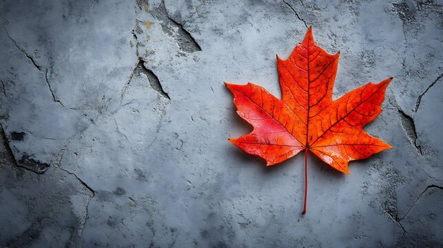 Single autumn leaf in vivid orange tones placed on a neutral grey background calm and serene
