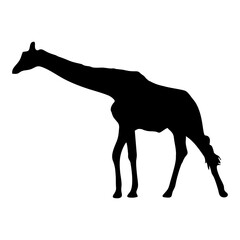 giraffe silhouette with long neck