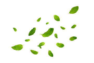 Mint leaves falling isolated on white background.