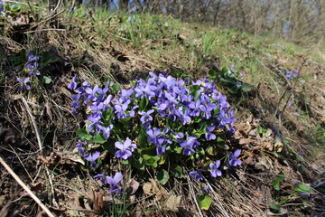 spring violets flowers in the forest