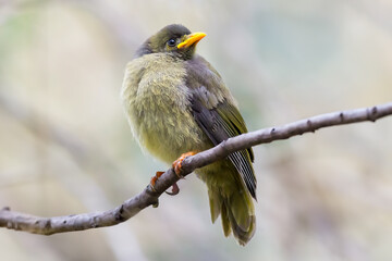 Bell Miner Perched on a Branch in Eucalyptus Forest