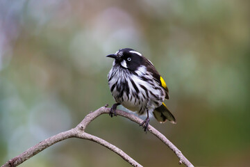 New Holland Honeyeater Perched on a Bare Twig