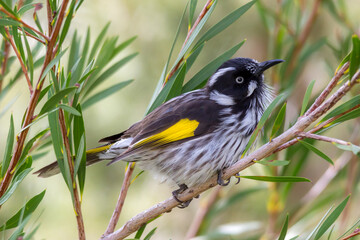 New Holland Honeyeater Perched Among Greenery