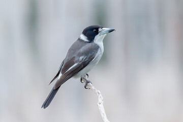 Grey Butcherbird on a Perch with Soft Background