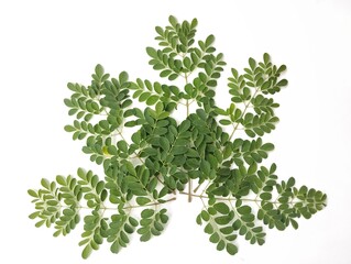 Fototapeta premium Moringa leaves isolated on white background. Vegetarian cuisine, Food ingredient, Organic farm plant 
