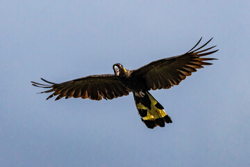Australian Yellow-tailed Black Cockatoo in flight © Ken Griffiths
