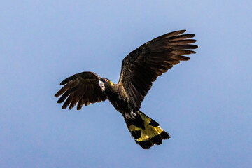 Australian Yellow-tailed Black Cockatoo in flight