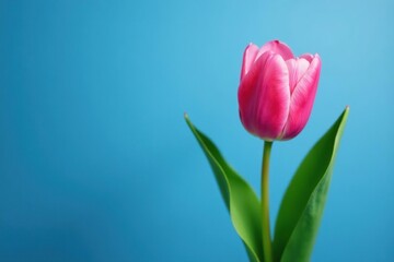 solitary pink tulip peeking out from behind a leafy branch on a blue background, gentle, branch, leaves