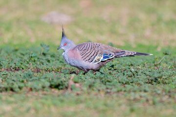 Crested Pigeon with Iridescent Wing Feathers