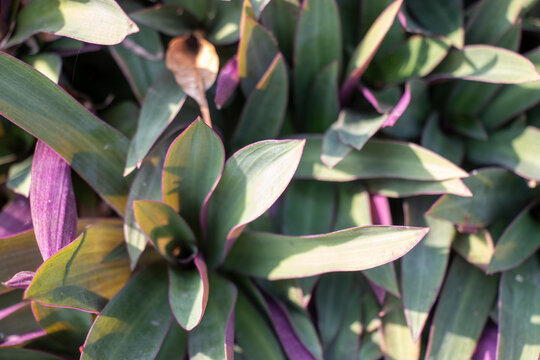 Tradescantia spathacea blooms any time of year