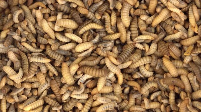 Insects to convert food waste into sustainable products including: an alternative protein for use in livestock and aquaculture feed, a natural oil for use in animal feed, and an organic soil enhancer