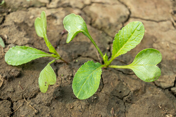 Newly planted radish plants. This is a radish field