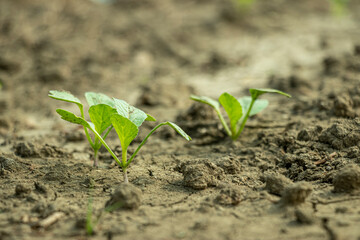 Newly planted radish plants. This is a radish field
