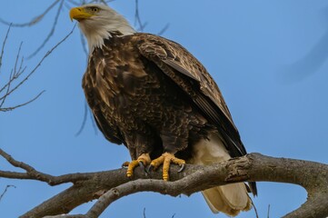Bald Eagle Perched on a Tree Branch at Loess Bluffs National Wildlife Refuge, near Forest City, Missouri.