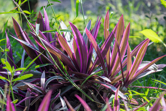This leaves are purple and green color, Tradescantia spathacea