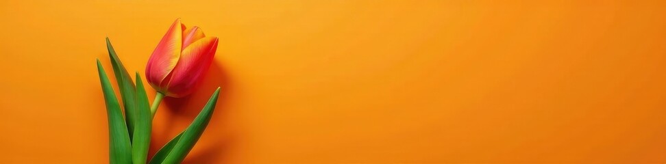 Fototapeta premium A single orange tulip on an orange and green leafy background, leafy, spring, floral arrangement