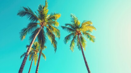 Tropical Palm Trees Against Vivid Blue Sky