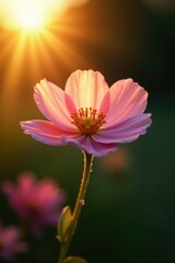 Fototapeta premium Gentle evening light falls on a delicate flower, evening light, floral