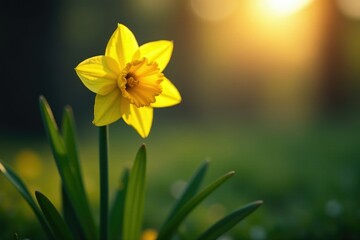 Obraz premium Gentle light illuminating a single daffodil flower in the early morning, illumination, nature