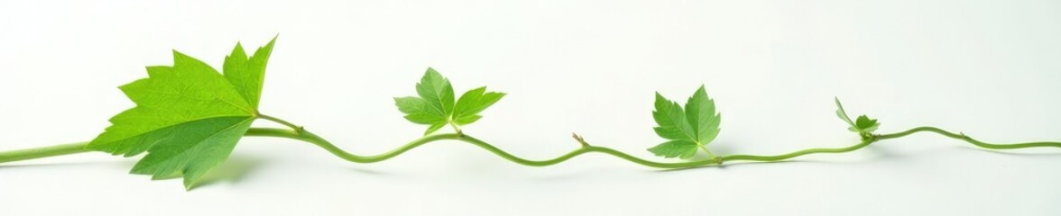 Fototapeta premium Single vine leaf against a contrasting white background, unique, foliage