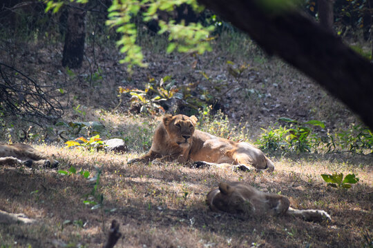 Lion resting in a grassland in jungle 