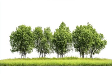 Fototapeta premium Isolated Green Trees in Grassy Field on White Background