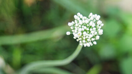 Blurred background of white onion flower. Shallow depth of field.