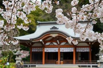 Cherry blossoms in Japanese temple garden. Peaceful spring scene. Possible use Stock photo for travel, nature, or seasonal calendars