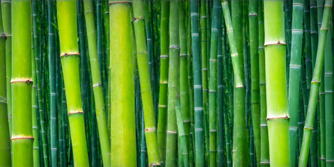 Lush Green Bamboo Forest Background