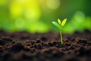 Fototapeta premium Vibrant green coffee seedlings sprout, growing strong , coffee bean plant, tree