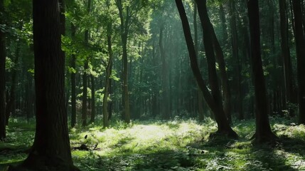 Video generation of a quiet forest with sunlight filtering through tall trees and casting shadows on the ground. Featuring calm and serenity