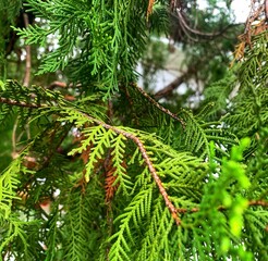 Evergreen branches of pine and fir, decorated with cones, evoke the holiday season
